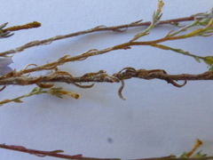 Wahlenbergia paniculata