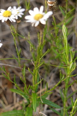 Athrixia heterophylla heterophylla
