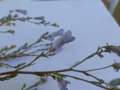 Wahlenbergia paniculata