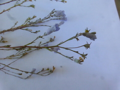 Wahlenbergia paniculata