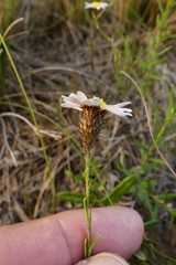 Athrixia heterophylla heterophylla