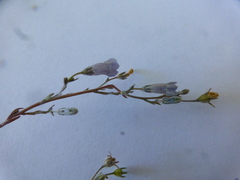 Wahlenbergia paniculata