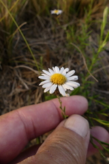 Athrixia heterophylla heterophylla