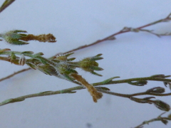 Wahlenbergia paniculata
