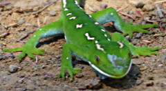 Naultinus