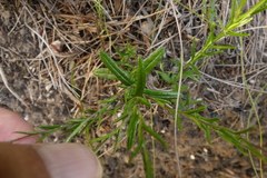 Athrixia heterophylla heterophylla