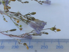 Wahlenbergia paniculata