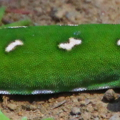 Naultinus
