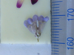 Wahlenbergia paniculata
