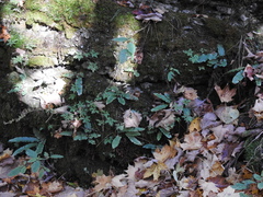 Asplenium scolopendrium americanum