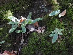Asplenium scolopendrium americanum