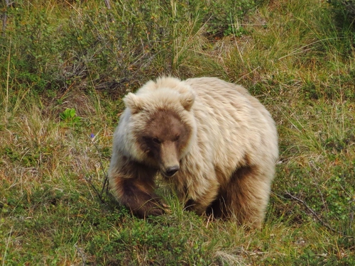 Grizzly Bear photographed in Alaska