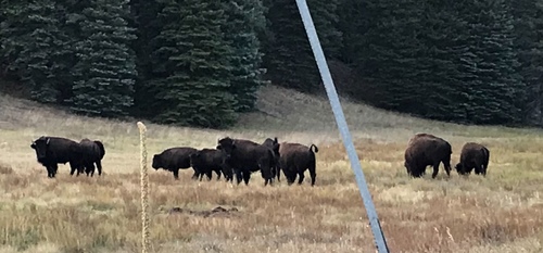 American Bison photographed in Arizona