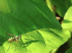 Chrysosoma globiferum