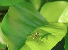 Chrysosoma globiferum