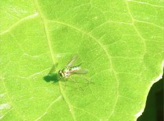 Chrysosoma globiferum