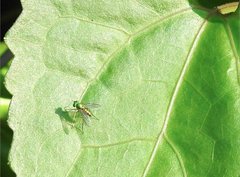 Chrysosoma globiferum