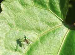 Chrysosoma globiferum