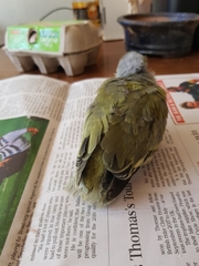 Malaconotus blanchoti