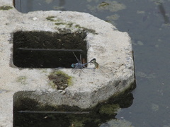 Diplacodes trivialis