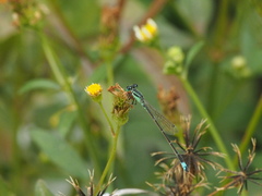 Ischnura senegalensis