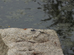 Diplacodes trivialis