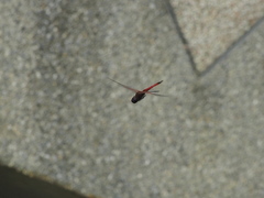 Tramea transmarina euryale