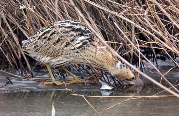 Foto de Eurasian Bittern