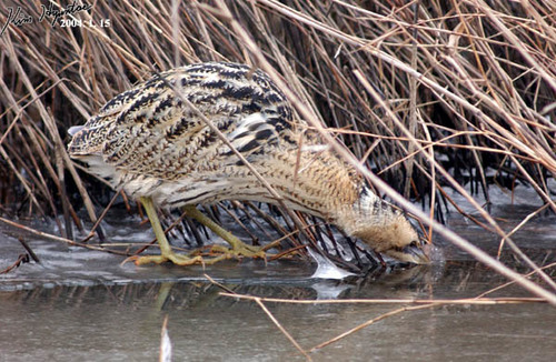 Eurasian Bittern