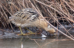 Eurasian Bittern photo 3
