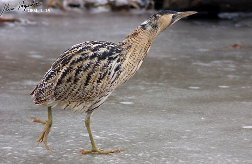 Eurasian Bittern