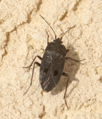 Graptopeltus validus