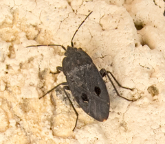 Graptopeltus validus