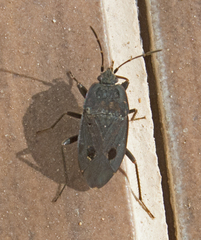 Graptopeltus validus