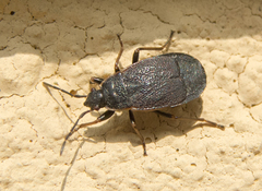 Pyrrhocoris marginatus