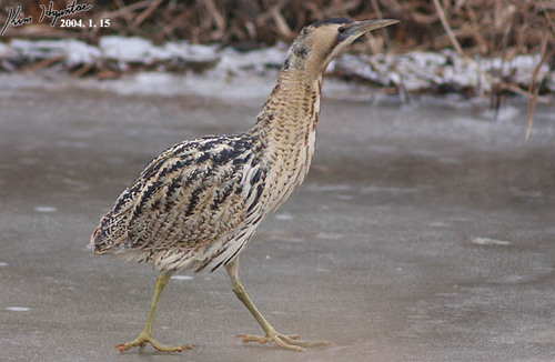 Eurasian Bittern