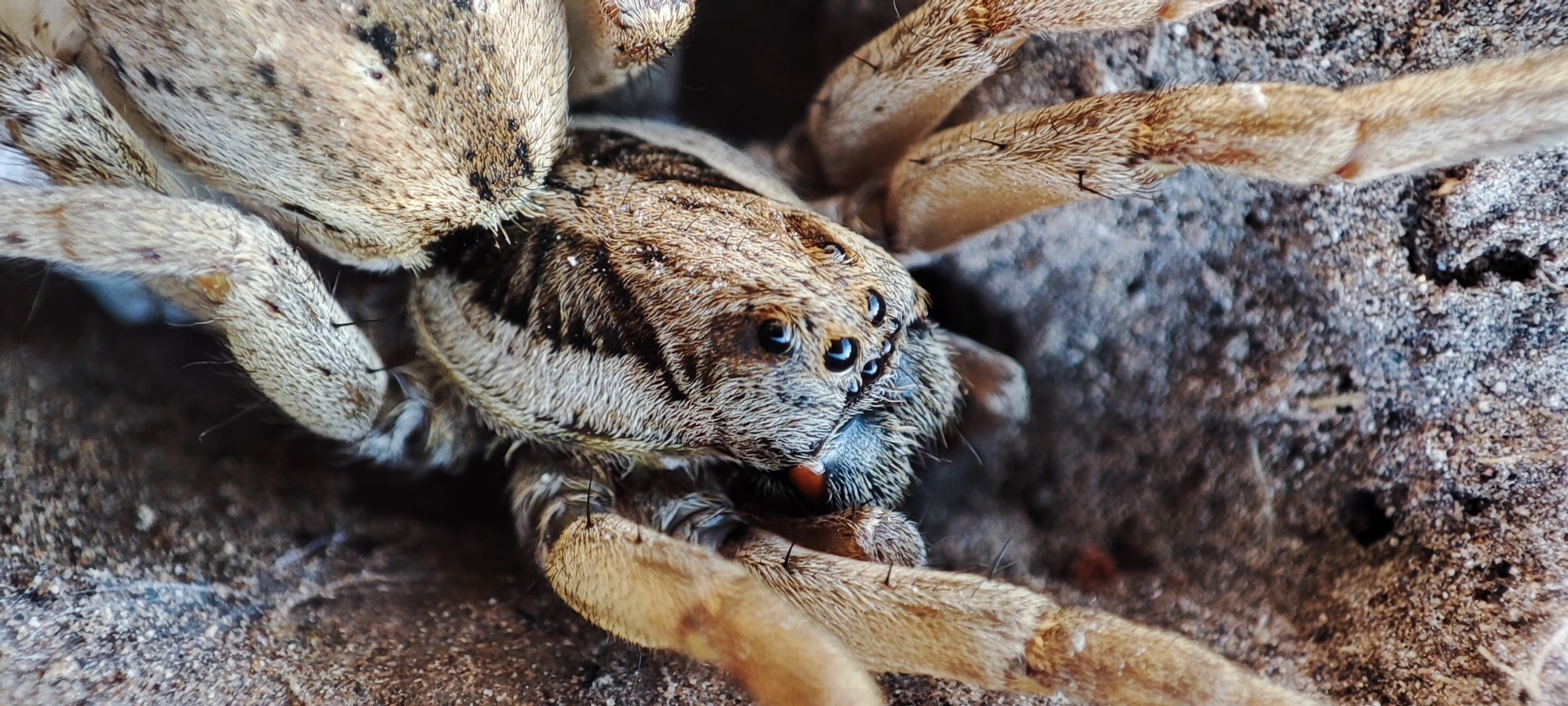 Araña lobo mediterránea