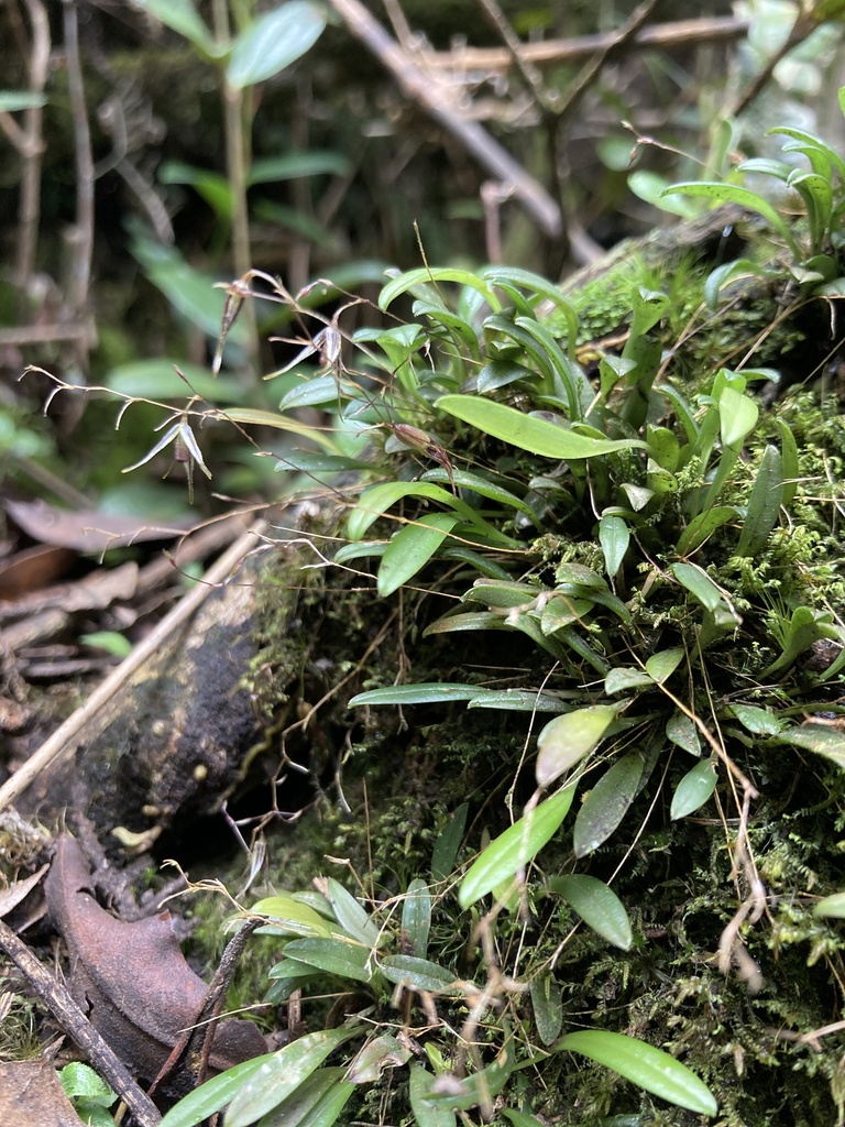Andreettaea sibatensis