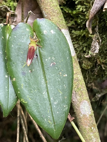 Pleurothallis coriacardia, photograph 4