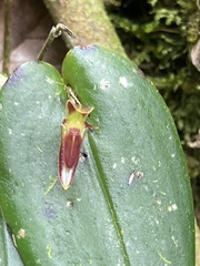 Pleurothallis coriacardia, photograph (c) julianazuluaga-carrero, some rights reserved (CC BY-SA)