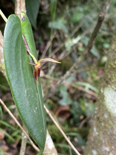 Pleurothallis coriacardia, photograph 6