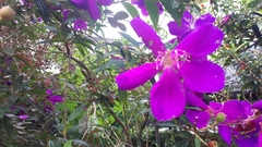 Pleroma semidecandrum