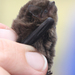 Eastern Forest Bat - Photo (c) Pete Woodall, some rights reserved (CC BY-NC), uploaded by Pete Woodall