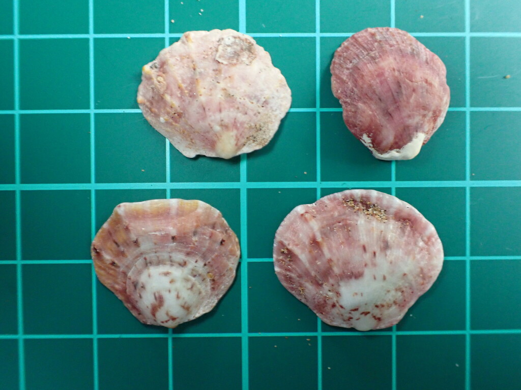 Cliff Oyster