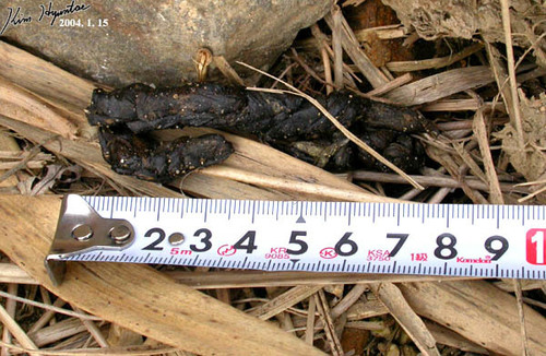 Prionailurus bengalensis