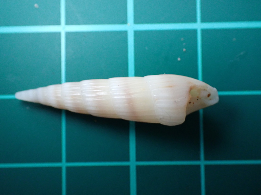 Hastula inconstans