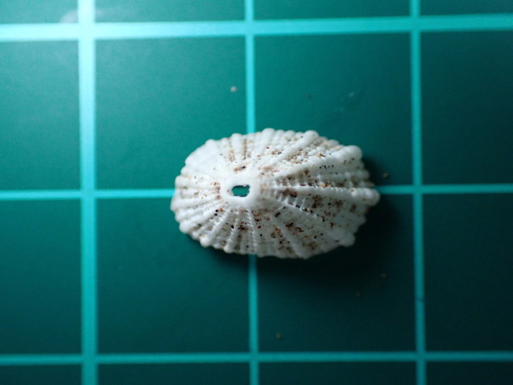 Diodora octagona