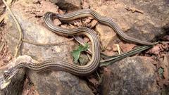 Elapomorphus quinquelineatus
