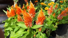 Celosia argentea plumosa