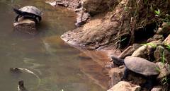 Phrynops geoffroanus